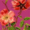 Sally Bruce Perth Celebrant_Weddings and