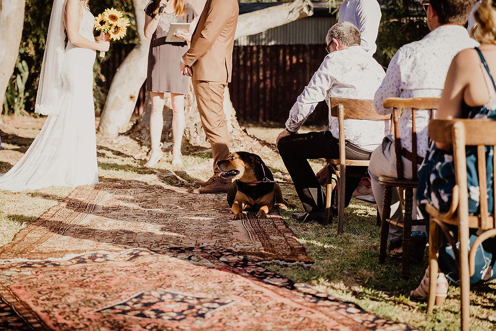 A large dog is watching his mum and dad get married while lying on an aisle carpet runner at a backyard wedding as guests are seated on wooden chairs