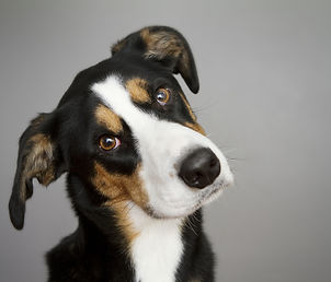 Dog Training & Dog Behaviourist South Croydon