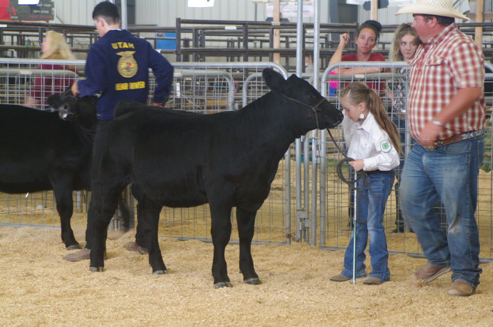 BOX ELDER COUNTY FAIR 2021 BEJL Beef Heifer Show Deweyville miss