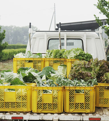 有機野菜収獲トラック