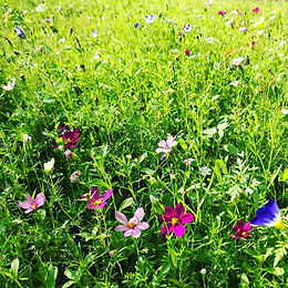03/2022 Tipps für eine Blumenwiese