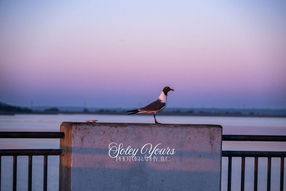 Sunrise with Bird.2