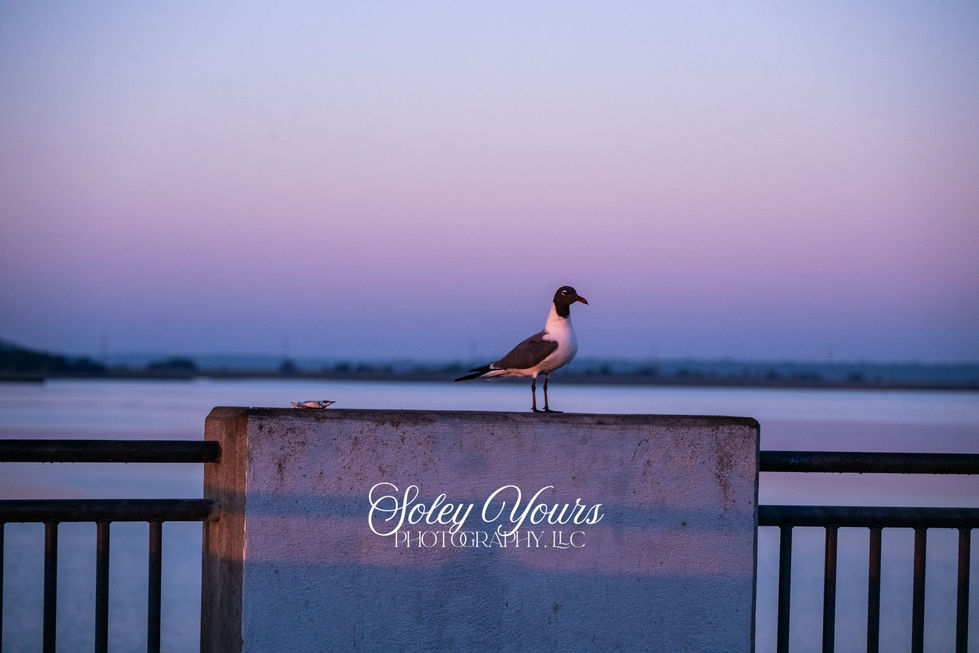 Sunrise with Bird.1