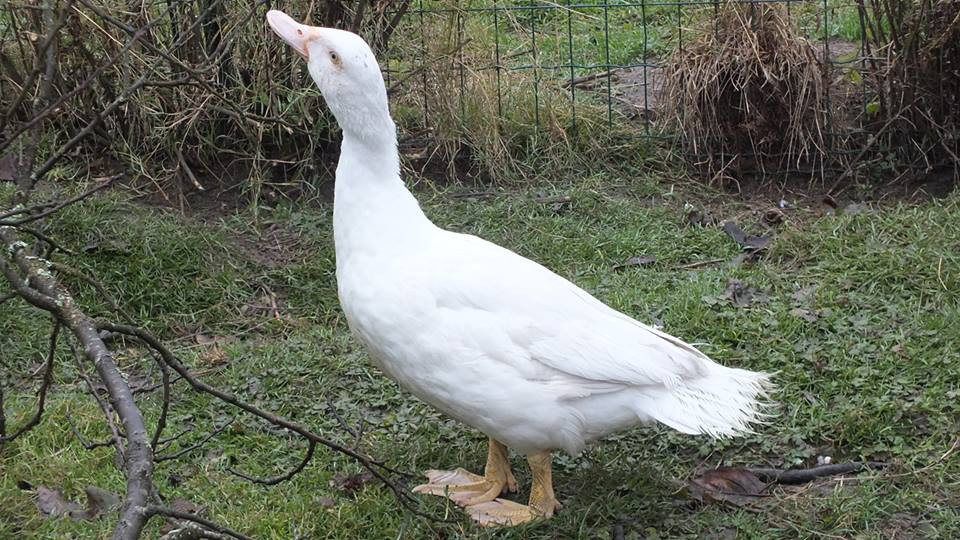 gwenaelle libre dans la campagne