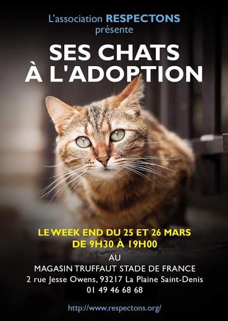 Adoptions Chats Et Chatons Collecte 25 Et 26 Mars 2017 Au Magasin Truffaut De Saint Denis