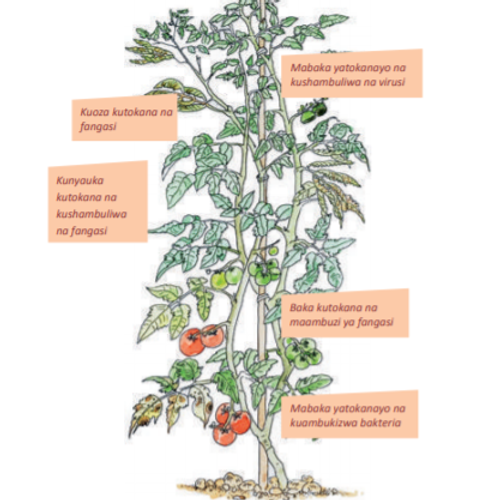 EYDO Logo with Mount Meru flatter and no