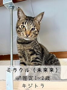 無題51_20250310133054.PNG