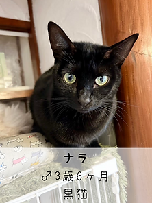 無題51_20250404144943.PNG