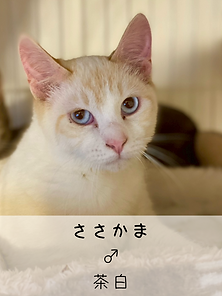 無題53_20260507065941.PNG