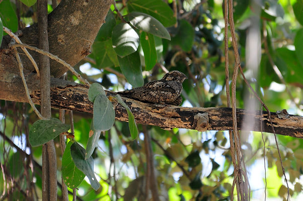 Nightjar (1).jpeg
