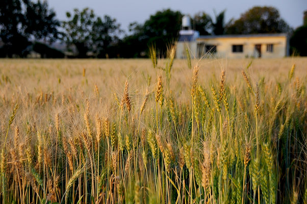 Fields of Gold.jpeg