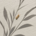 image termite_edited.jpg