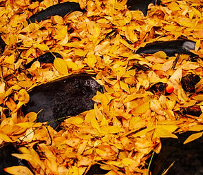 photo of wet aspen leaves on the ground with dark rocks showing through