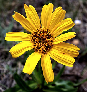photo of a wild sunflower