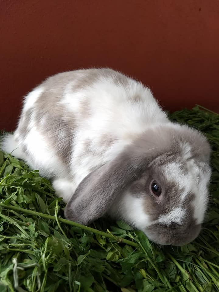 Miniatura: Mini Lop
