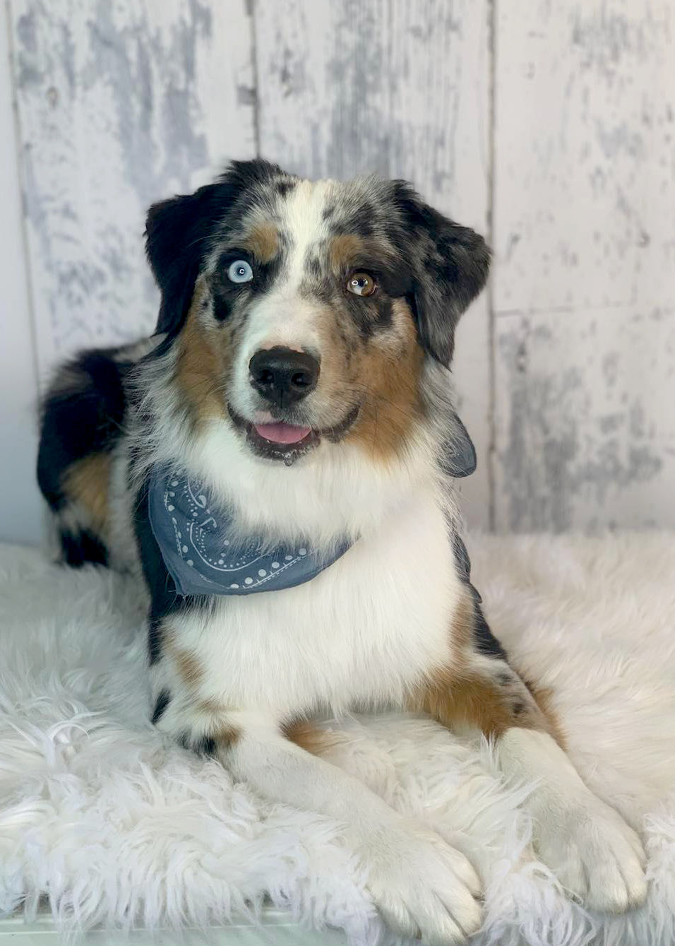 mini american shepherd with one blue eye and one brown eye posing in front of white barn door