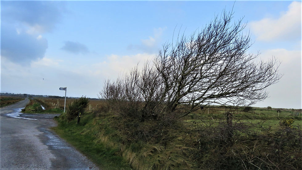 Windswept trees beside a rural road on the Dingle Peninsula in Ireland