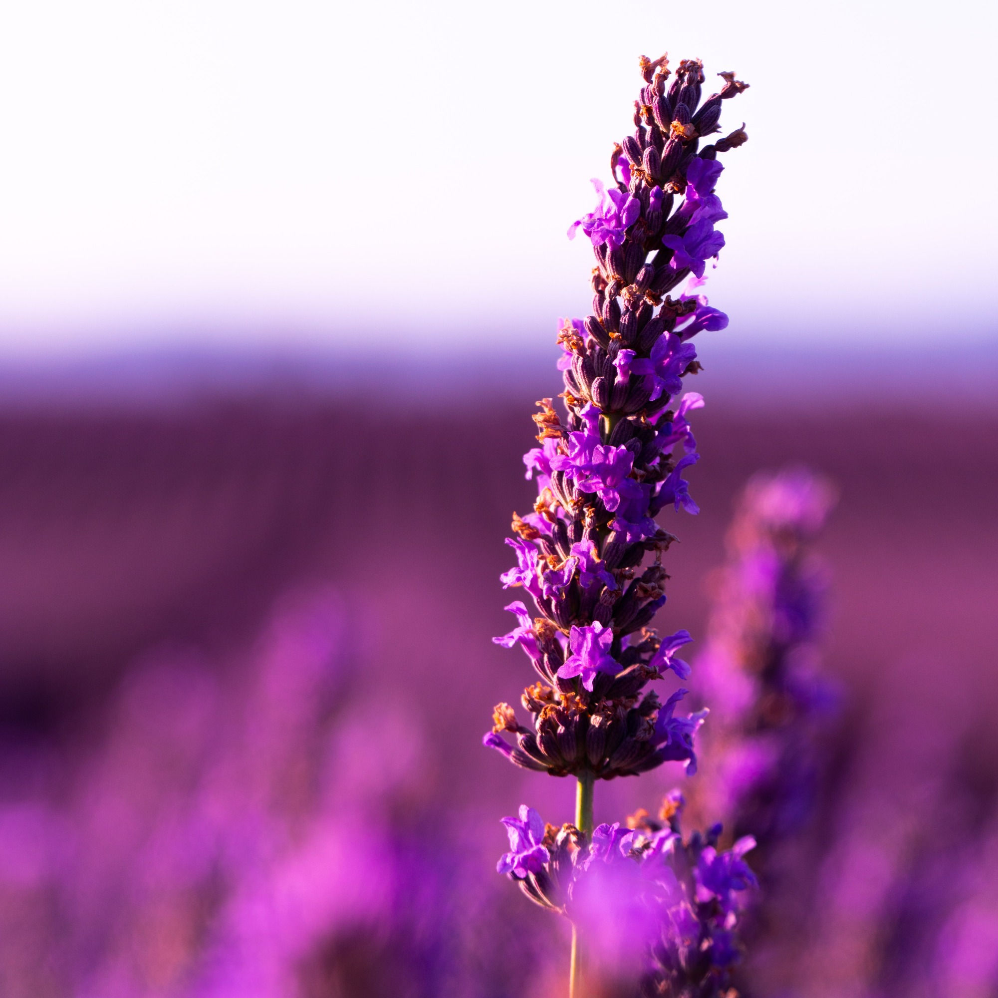 Lavender