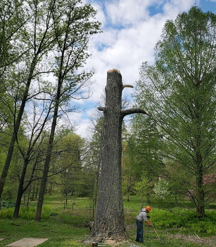 Learning to Love the Broken Tree: Habitat Trees and the Case for Ecological Arboriculture