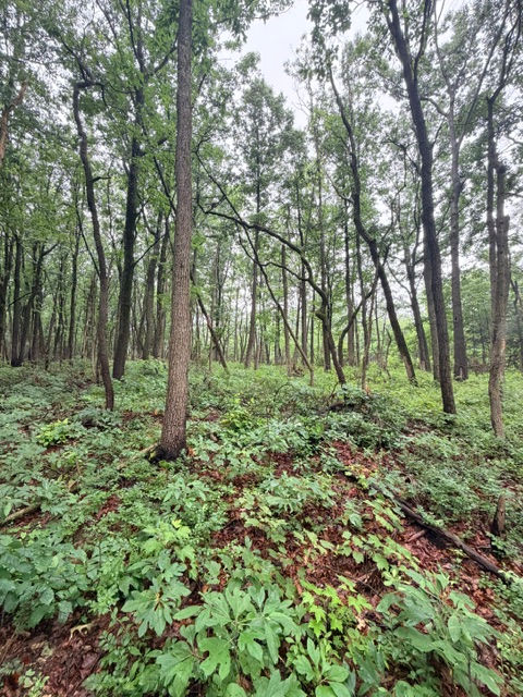 Chester County forest restoration
