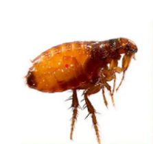 Flea Treatment