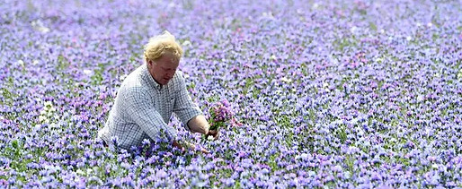 Echium Field