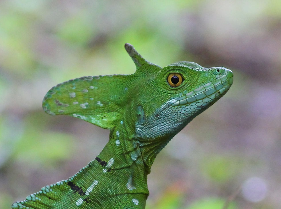 Emerald Basilisk 1_edited