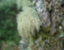 Usnea