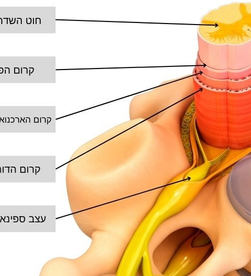 חלל אפידורלי- epidural space:
