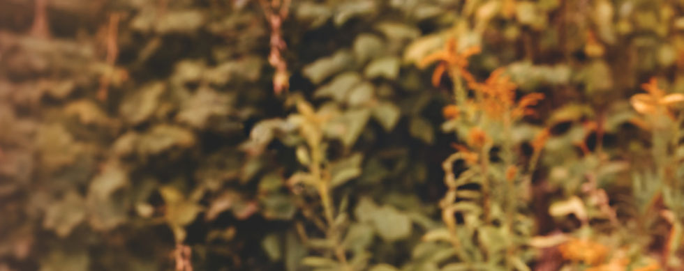 backdrop header 1_edited.jpg