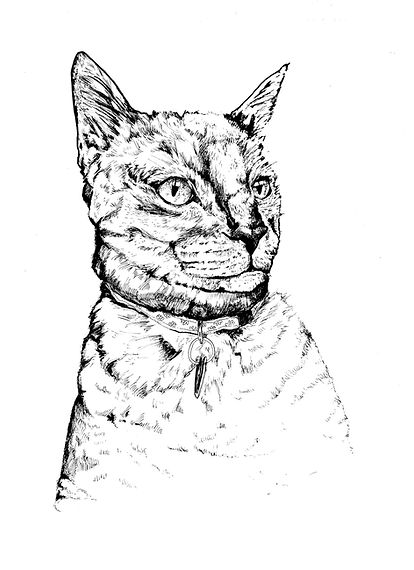 cat portrait.jpeg
