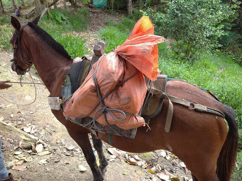 Los cacaoteros se ven forzados a usar tracción animal.
