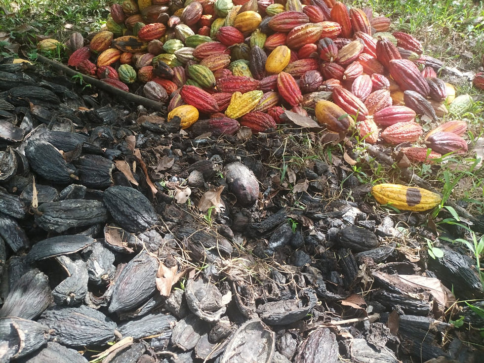 Los cacaoteros se ven forzados a desperdiciar la cascara del cacao.