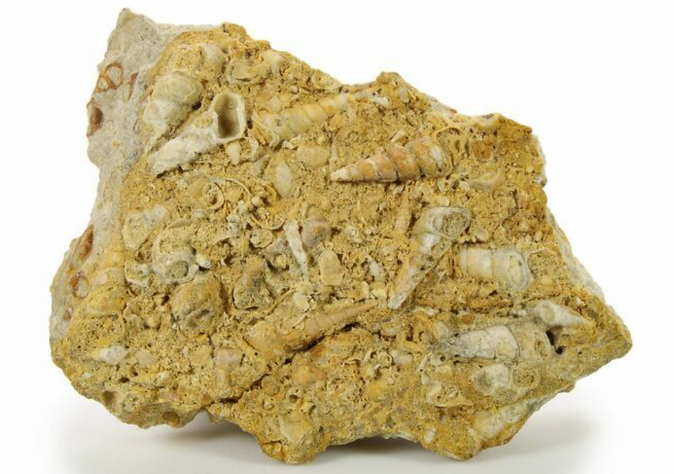 Eastern Tennessee Rockhounding. Douglas Lake fossilized rocks