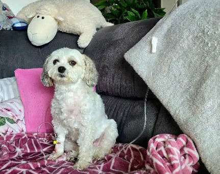 Blutiger Durchfall beim Hund – wann wird es gefährlich?