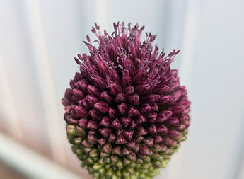 Allium Blossom.jpeg
