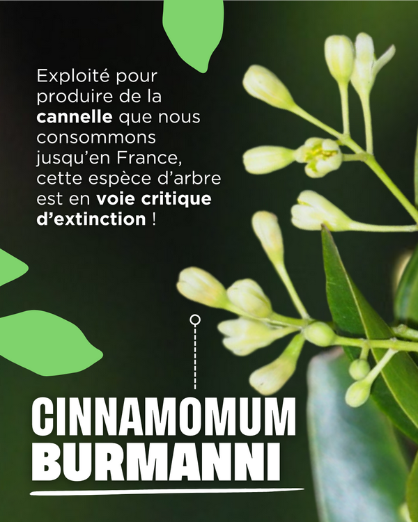 Le Cinnamomum Burmanni