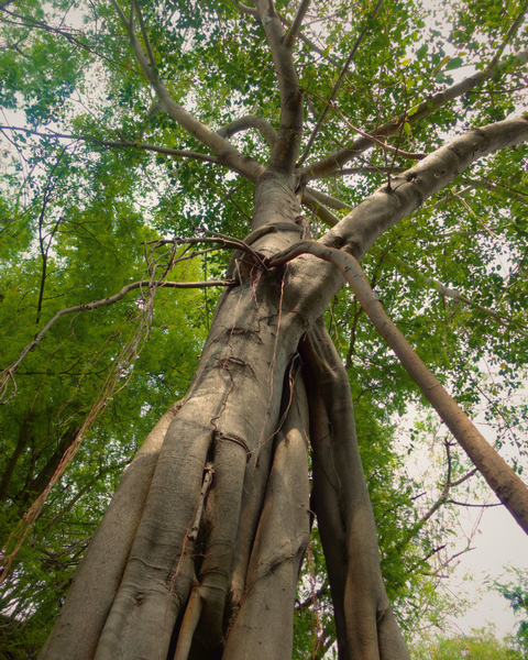 Photo d'un magnifique ficus