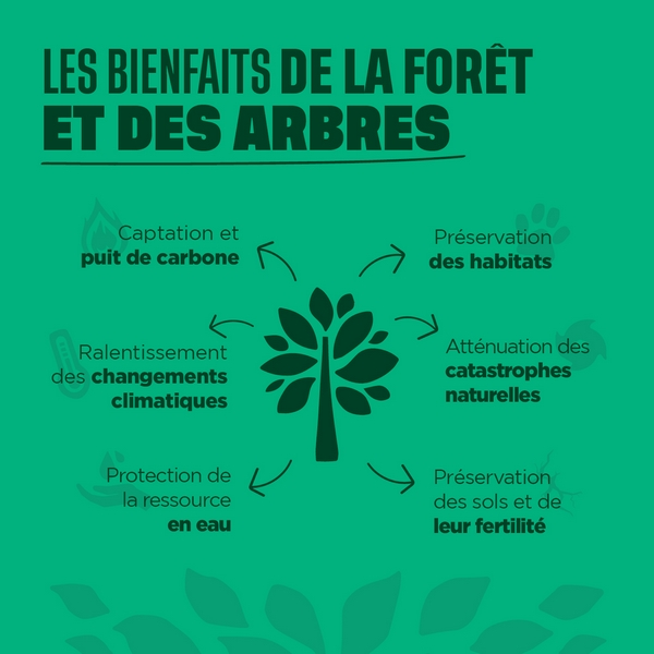 Quels sont les bienfait de la forêt et des arbres ?