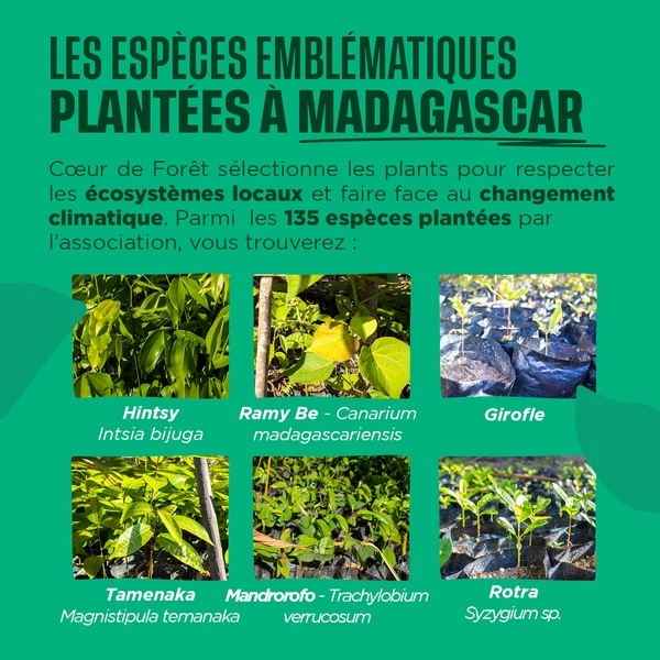 Les espèces plantées à Madagascar
