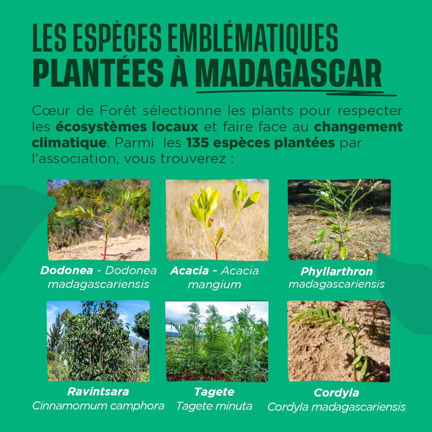 Les espèces d'arbres plantées à Madagascar par l'association Coeur de Forêt