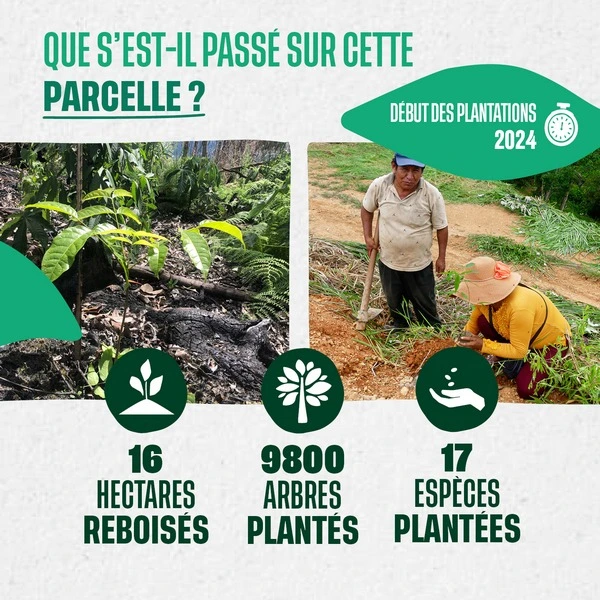 Les impacts de notre campagne de reforestation