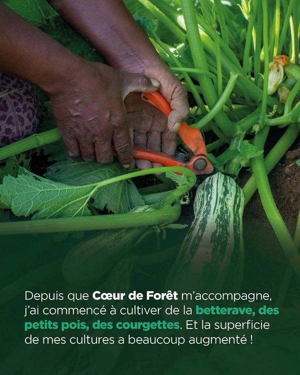 Depuis que Coeur de Forêt m'accompagne, j'ai commencé à cultiver de la betterave, des petits pois, des courgettes