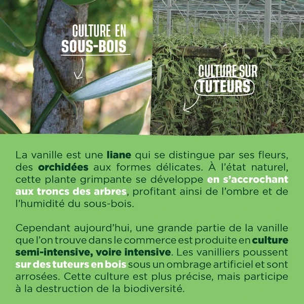La culture de vanille en sous-bois VS la culture sur tuteurs
