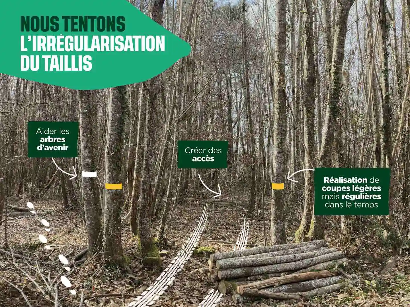 Comment éviter les coupes forestières intensives ? Cœur de Forêt mise sur l’anticipation et l’irrégularisation. 