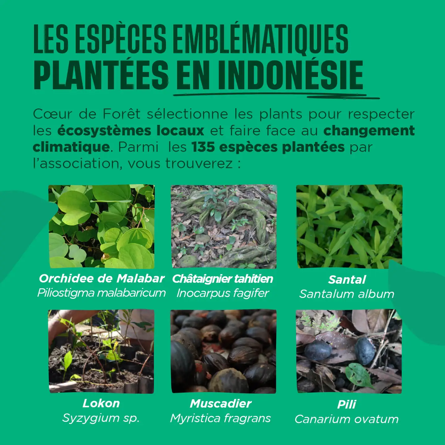 Les espèces d'arbres plantées en Indonésie par l'association Coeur de Forêt