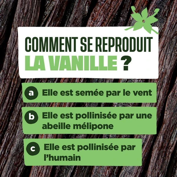 Comment se reproduit la vanille ?