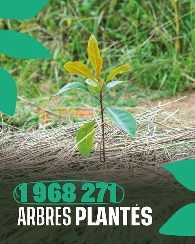 1 968 271 arbres ont été plantés à Madagascar par Coeur de Forêt