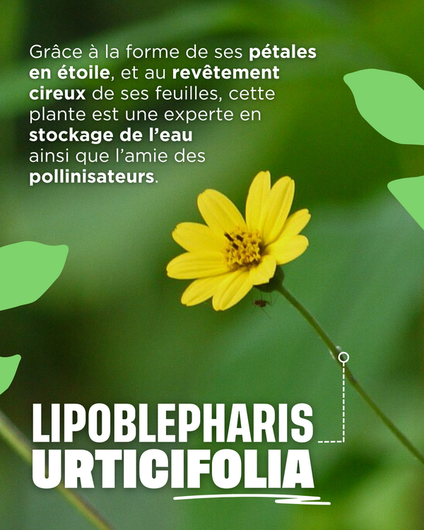 Le lipoblepharis urticifolia